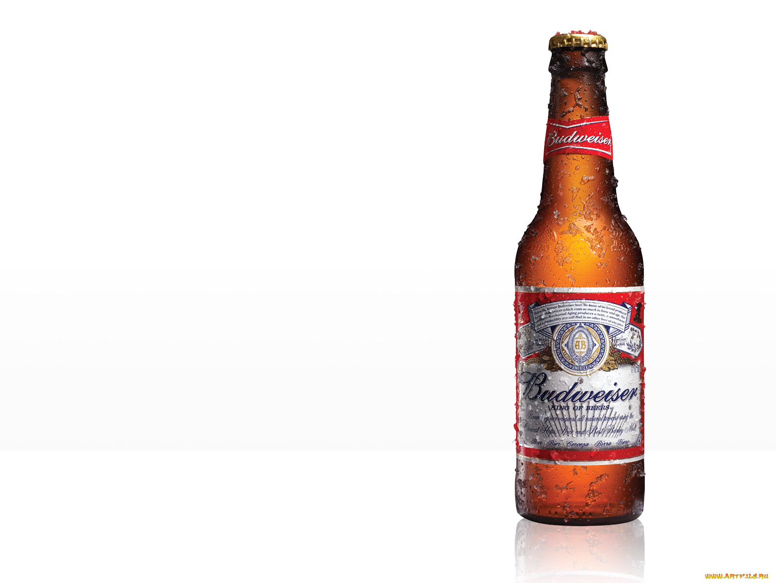 , budweiser